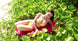 saaya irie enfd-5853 saaya ai dvd asian japanese gravure idol model adult video movie